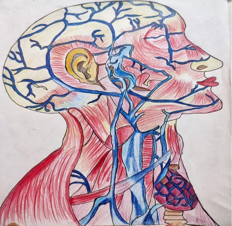 首页 学院新闻 正文首届运动解剖学绘图大赛共收到参赛绘画作品556幅